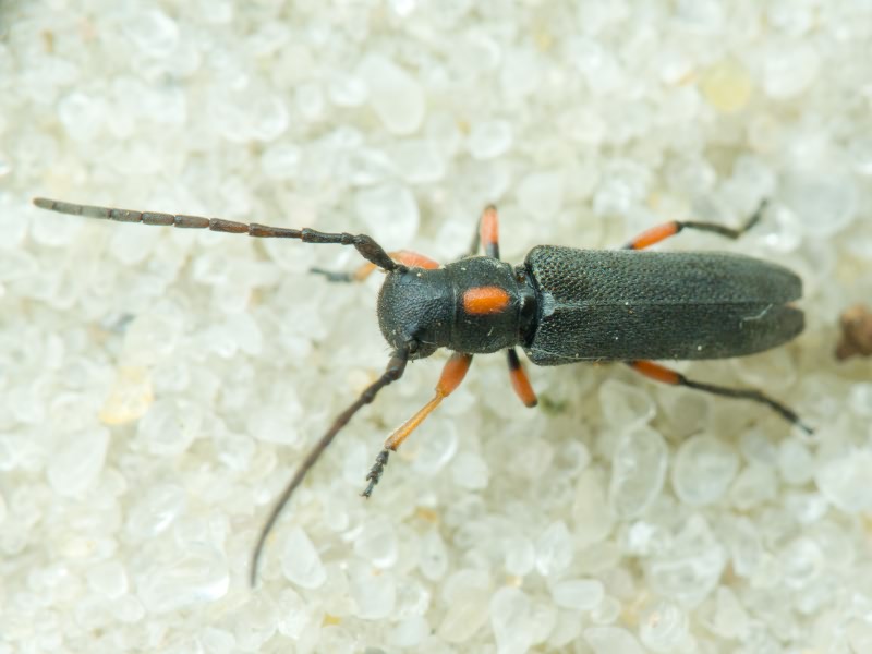 Phytoecia pustulata (Schrank, 1776)